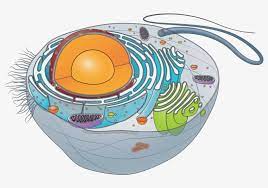 What are the roles of the cell wall and the central vacuole? Animal Cell Unlabeled Circle Png Image Transparent Png Free Download On Seekpng