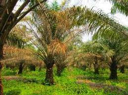Nah, kali ini kita akan bahas mengenai jenis penyakit virus apa saja pada tanaman padi. Bertanam Kelapa Sawit Cara Mengatasi Daun Sawit Yang Kuning