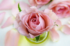 Las rosas más bellas pueden sorprender a la imaginación con los matices de la apariencia, lo que las hace más atractivas y deseables. Rosas Exoticas Mas Bellas Del Mundo 2021 Rosas Hermosas