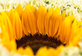 Die blüten der sonnenblumen blühen den ganzen sommer bis in den herbst hinein. Sonnenblumen Strahlend Schon Gartenzauber