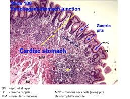 Hsitology Esophagus Stomach Junction And Gastric Pits Histology
