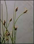 Image result for Eleocharis welwitschii
