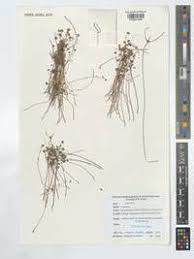 Image result for Haumaniastrum