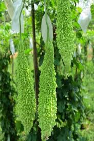 In a month's time the flowers will appear and fruition occurs in the mid of two to four months. Pin On Fruits