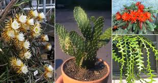 All cactus can bloom when they're mature, but not all do. 7 Types Of Cactus Found In India Different Varieties Of Cactus Plants