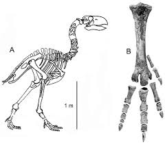 Image result for Tridactyle virginea