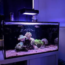 New The 10 Best Home Decor With Pictures A Beautiful Marine Tank Can Be So Easy And Inexpensive The Illumagic Blaze Mini Is A Pe Home Decor In 2019