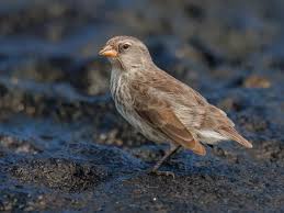 Image result for Disperis mozambicensis