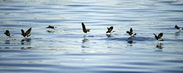 Storm Petrel A Bird That Walks On Water Pitara Kids Network