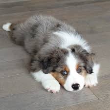 The australian shepherd is lithe, agile, and slightly longer than it is tall. 17 Reasons Australian Shepherds Are The Worst Possible Breed Of Dog You Could Adopt Australische Schaferhunde Hunde Rassen Hunde