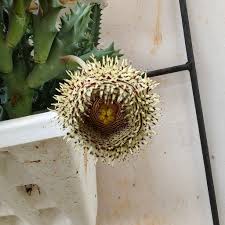 Image result for Huernia hystrix