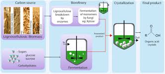 Check spelling or type a new query. The Amazing Potential Of Fungi 50 Ways We Can Exploit Fungi Industrially Springerlink