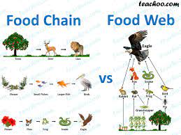 A living thing too small to see without a microscope. What Is The Difference Between Food Chain And Food Web Teachoo