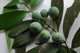 Image result for Nageia