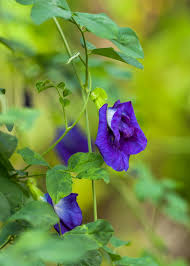 Image result for Clitoria
