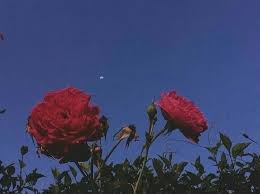 Aesthetic Sky Grunge Flowers Vintage Night Alternative Tumblr Https Weheartit Com Entry 325531332 Aesthetic Roses Flower Aesthetic Red Aesthetic