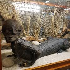 Maybe you would like to learn more about one of these? Alligator Man Picture Taken At A Museum In Long Beach Washington Wtf