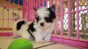 Raising yorkie parti puppies in colorado is like having more kids every year. Biewer Teacup Toy Yorkie Puppies For Sale Near Gwinnett County Ga At Puppies For Sale Local Breeders
