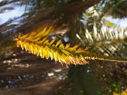 Image result for Aptosimum marlothii