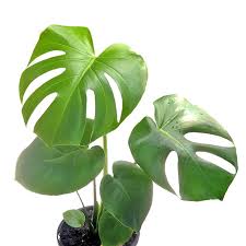 Places brno, czech republic medical & healthdoctor revmacentrum mudr. Monstera Tauerii