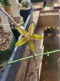 Image result for Ceropegia cimiciodora