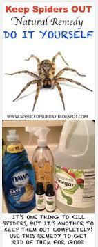 Spiders are one of the most feared pests seen in the home. Pin On Gardening