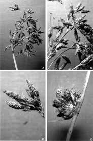 Image result for Volkiella disticha