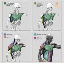 Artistic anatomist and professor rey bustos returns with volume 3 in the anatomy for artists series. 13775756 984137401685409 2223823996543714606 N Jpg 721 712 Human Anatomy Drawing Anatomy Reference Anatomy Sculpture
