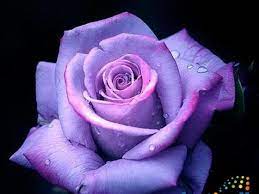 The most popular rose is the red rose, mostly used for the expression of love. The Most Popular Flowers In The World Do You Know Them å›½é™… è›‹è›‹èµž