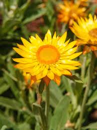 Image result for Brillantaisia cicatricosa