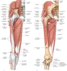 The leg muscles are organized in 3 groups: Superficial And Deep Muscles Of The Thigh Leg Muscles Anatomy Muscle Anatomy Leg Muscles