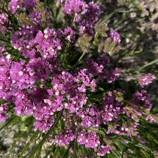 Image result for Limonium sinuatum