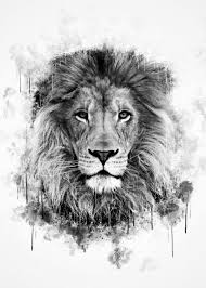 Black And White Lion Tattoo 14 Black And White Lion Tattoo Designs Ideas In 2020 Lion Tattoo Lion Head Tattoos Black And White Lion