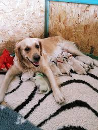 Dog Owner Stunned After Her Golden Retriever Gave Birth To A Green Puppy