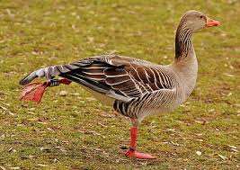 We did not find results for: Gratis Angsa Greylag Foto Piqsels