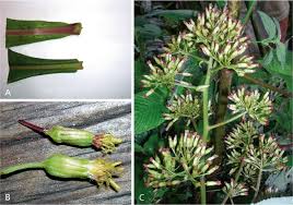 Image result for Solanecio sp.no.1