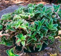 Image result for Dyschoriste thunbergiiflora