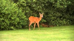 Ein reh verirrte sich am frühen dienstagmorgen in kirchditmold und landete in. Reh Im Garten Www Iffis Bilder De Youtube