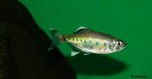 Jerdon's baril (barilius canarensis) is a fish in the genus barilius of the family cyprinidae. Barilius Canarensis Opsarius Canarensis Seriously Fish
