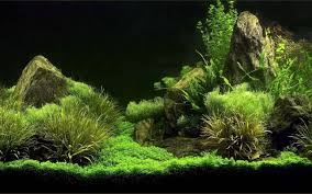 Best Aquarium Backgrounds To Download Print Free Premium Aquarium Backgrounds Fish Tank Tank Wallpaper