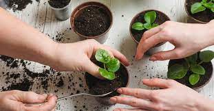 Çiçek bakımı püf noktaları nelerdir? Cicek Bakimi Nasil Yapilir Cicek Bakimlari Hakkinda Detaylara Ulasin