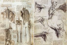 A folio from leonardos anatomical manuscript a. Ten Best Books On Animal And Human Anatomy For Artists Widewalls