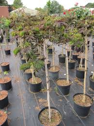 Chocolate brown foliage sports puffy pink flowers in summer. Albizia Julibrissin Summer Chocolate Seidenbaum Summer Chocolate Seidenakazie Schlafbaum Www Online Pflanzenversand De