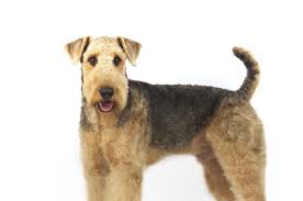 See below currently available import airedale puppies and trained adults for sale. Airedale Terrier Facts You Want To Know Wagbrag Com