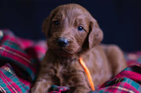 Irish setters have great noses. Goldendoodle Puppies Irish Doodle Puppies And Bernedoodle Puppies By Mckenzies Doodles In Northern Virignia