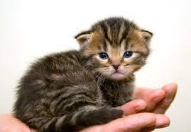 How To Take Care Of An Abandoned Newborn Kitten Ehow Newborn Kittens Kitten Care Baby Cats