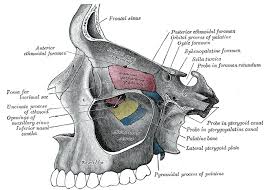 Probe In The Pterygoid Vidian Canal Maxillary Sinus Sinusitis Anatomy