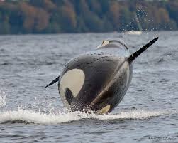 Southern resident orcas are incredibly social and live in small, intricate groups called pods. Orcas Two Views From The Southern Resident Killer Whales Sunday Visit West Seattle Blog