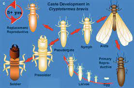 However, it does not define what constitutes an emergency. Termites An Overview Springerlink
