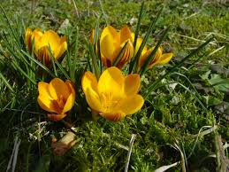 Image result for Afrosolen coeruleus